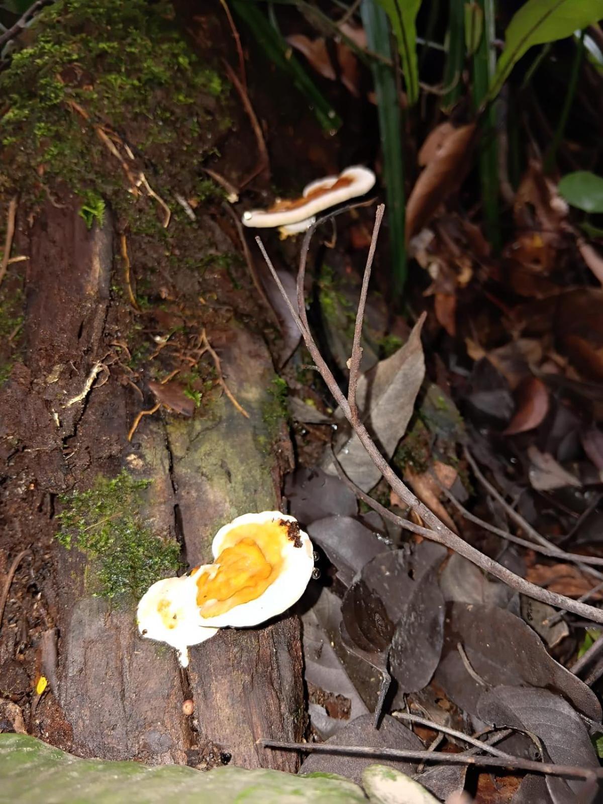 Hotel Umiyuki Jungle Tour Only Treking With As Bukit Lawang Exterior foto