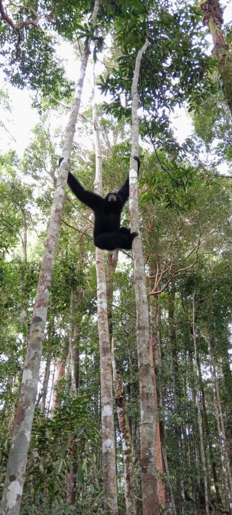 Hotel Umiyuki Jungle Tour Only Treking With As Bukit Lawang Exterior foto