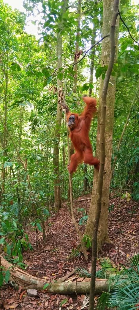 Hotel Umiyuki Jungle Tour Only Treking With As Bukit Lawang Exterior foto